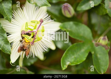 Abeille pollinisant blanc passion fleur, gros plan Banque D'Images