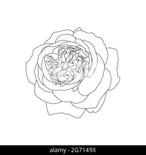 Dessin linéaire de fleur de rose isolée sur fond blanc. Croquis dessiné à la main, illustration vectorielle, élément décoratif pour tatouage, carte de vœux, invitation de mariage, livre de coloriage Illustration de Vecteur