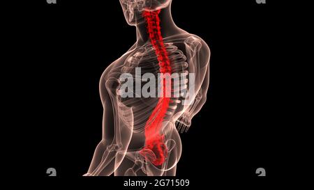 Colonne vertébrale de la moelle épinière du système de squelette humain Anatomie Banque D'Images