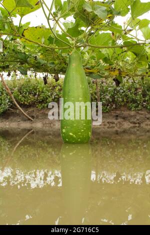 Gourde bouteille sur la plante, gourde bouteille ou calabash dans le domaine agricole, scène de culture de gourde bouteille.Nouveau concept d'agriculture Banque D'Images