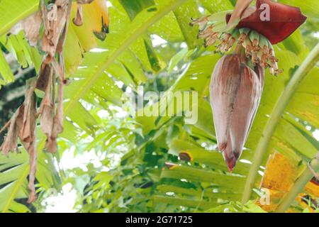 Plantain fleur sur arbre, banane fleur Banque D'Images