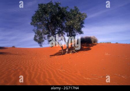 DUNES DE SABLE ROUGE ET UN ARBRE SOLITAIRE CROISSANT DANS LE GRAND DÉSERT DE SIMPSON, AUSTRALIE CENTRALE. Banque D'Images