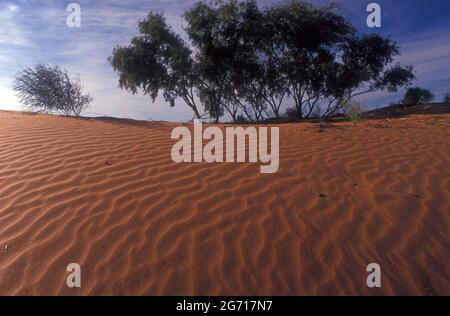 ONDES DE VENT DANS UNE DUNE DE SABLE ROUGE DANS LE DÉSERT DE SIMPSON, AUSTRALIE CENTRALE. Banque D'Images