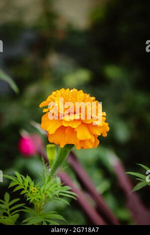 Belle fleur de marigold mexicain Banque D'Images