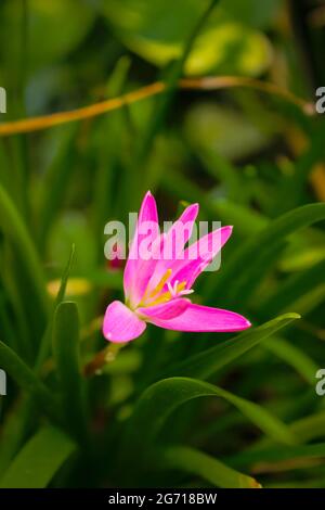 Belle fleur rose dans la maison de jardin.nouvelle image de stock Banque D'Images