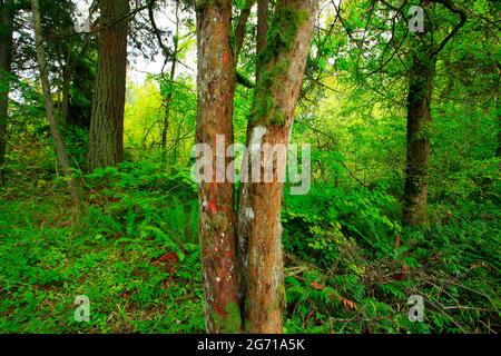 Image extérieure d'une forêt du Nord-Ouest du Pacifique avec un yew du Pacifique Banque D'Images