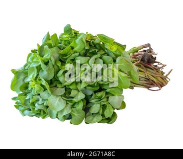 purslane isolée sur un fond blanc. Tracé de découpe de ligne de délimitation. Banque D'Images