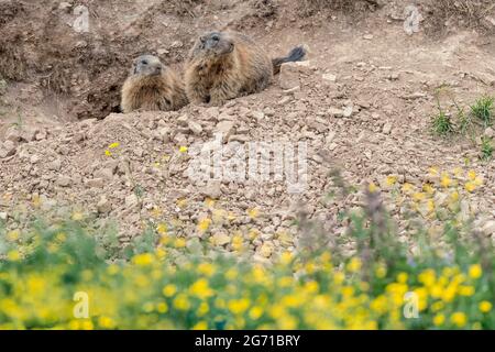 Marmottes alpines sur le terrier en été (Marmota marmota) Banque D'Images