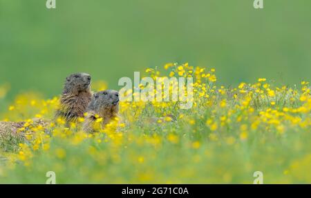 Les sentinelles des montagnes des Alpes, portrait d'art des marmottes en été (Marmota marmota) Banque D'Images