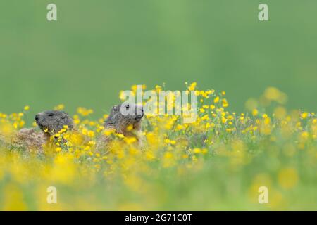 Marmottes sur le terrier parmi les fleurs (Marmota marmota) Banque D'Images