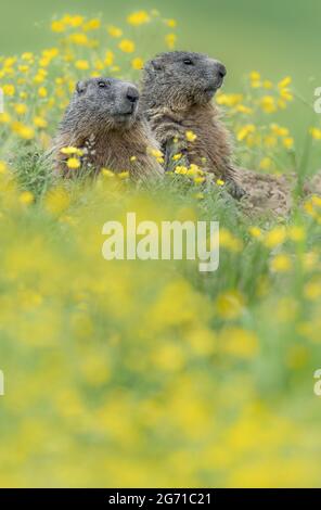 Les sentinelles des montagnes des Alpes, portrait d'art des marmottes en été (Marmota marmota) Banque D'Images