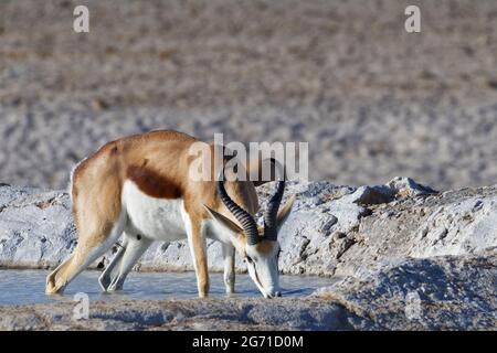 Springbok (Antidorcas marsupialis), homme adulte dans l'eau potable au trou d'eau, Parc national d'Etosha, Namibie, Afrique Banque D'Images