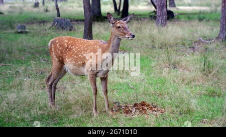 Une femelle sika cerf se tient dans l'herbe dehors contre le fond des troncs d'arbre. Cerf dans la forêt. Habitat naturel. Banque D'Images