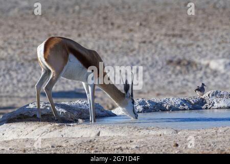 Springbok (Antidorcas marsupialis), femelle adulte qui boit au trou d'eau, une colombe assise à col annulaire (Streptopelia capicola) à l'arrière, Etosha NP, Namibie Banque D'Images