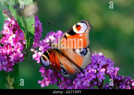 Un joli papillon, un aglais io, est assis sur une fleur de bourgeelle Banque D'Images