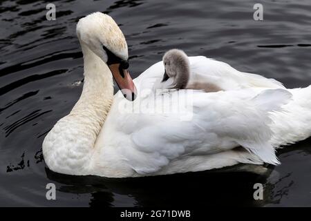 Northampton, Royaume-Uni.10 juillet 2021. Femme Mute Swan. Cygnus olor (Anatidae) s'occuper de l'un de ses deux Cygnets à Abington Park, crédit : Keith J Smith./Alamy Live News. Banque D'Images