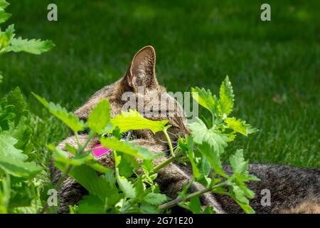 Cette image montre une vue rapprochée d'un chat tabby marron et gris rayé, dormant dans un patch de catnip (nepeta cataria) dans un jardin d'herbes ensoleillées. Banque D'Images