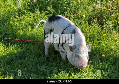 Animal de compagnie sur une promenade. Banque D'Images