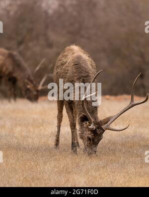 Cerf sauvage de Sambar ou rusa unicolor gros plan ou portrait avec de longs bois broutant l'herbe sèche au parc national de ranthambore rajasthan inde Banque D'Images