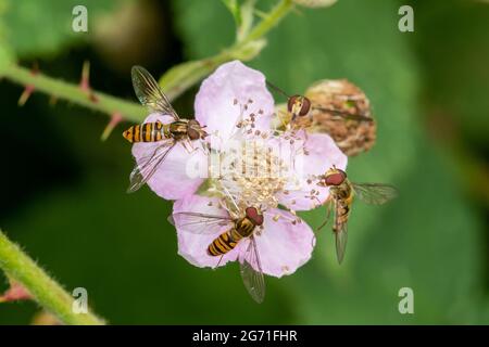 Quatre aéroglisseurs de marmalade (Episyrphus balteatus) se nourrissant du nectar sur une fleur de saumure, au Royaume-Uni, pendant l'été Banque D'Images