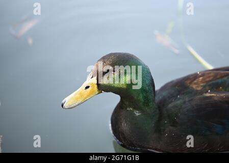 Gros plan sur la tête d'un canard mâle, tandis qu'il est assis sur l'eau Banque D'Images