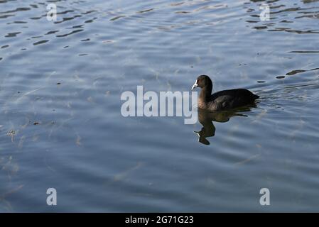 Un coot eurasien, également connu comme un coot commun, nageant dans un lac. La réflexion déformée des oiseaux est visible à la surface de l'eau Banque D'Images