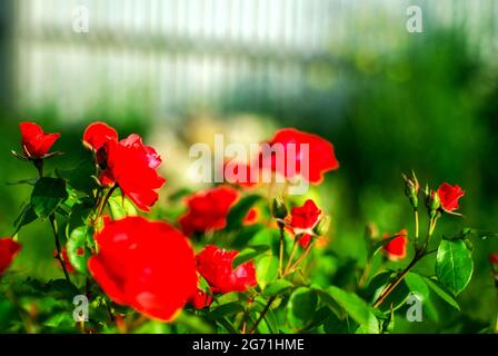 roses rouges vives sur une brousse dans le jardin, en été Banque D'Images