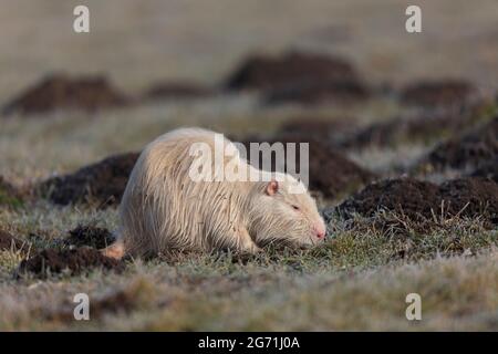 Albinos nutria coypus en vue rapprochée Banque D'Images