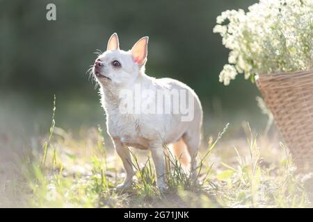 Chien chihuahua blanc debout dans la nature près d'un panier avec des fleurs blanches à la lumière du soleil Banque D'Images