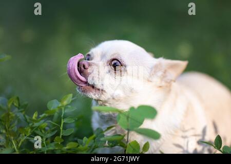 Chien chihuahua blanc drôle avec la langue dehors à la nature Banque D'Images