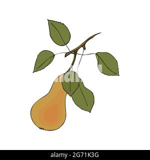 Fruit Pear gribouillage main réaliste dessin noir contour couleur isolé blanc fond. Une alimentation saine. Illustration vectorielle Illustration de Vecteur