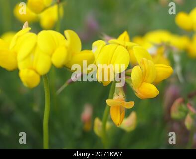 Macro gros plan des fleurs jaunes de l'huile de trèfle commune (Lotus corniculatus) Banque D'Images