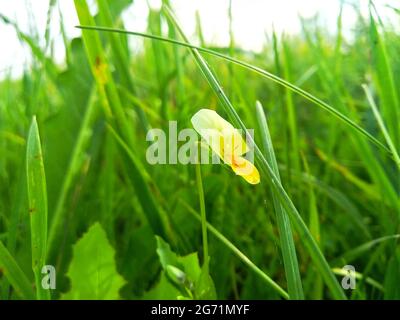 Le viola arvensis est une espèce de violette connue sous le nom commun de pansy Banque D'Images