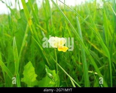 Le viola arvensis est une espèce de violette connue sous le nom commun de pansy Banque D'Images