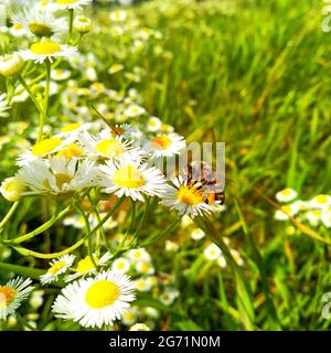 Erigeron annuus, la fleabane annuelle, la fleabane de Marguerite, la fleabane orientale de Marguerite. Abeille sur Marguerite Banque D'Images