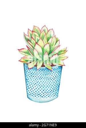 Illustration peinte à la main d'une plante verte succulente, dans un pot décoratif bleu, isolée sur fond blanc Banque D'Images