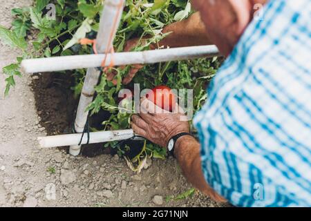 Homme senior cueillant des tomates mûres dans son verger Banque D'Images