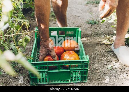 Vue rapprochée d'un homme plus âgé qui place de grandes tomates fraîches fraîchement cueillies dans une boîte Banque D'Images