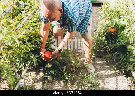 Un homme plus âgé qui se croupe dans son jardin potager en récoltant des tomates mûres Banque D'Images