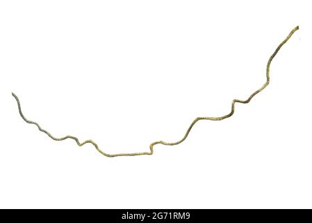 Branche de l'arbre de jungle torsadé en spirale, plante de liana de vigne, racine du raisin de l'arbre isolé sur fond blanc, chemin de coupure inclus. Image HD et grand format Banque D'Images