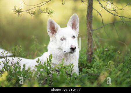 Chien blanc couché dans l'herbe verte à la forêt Banque D'Images