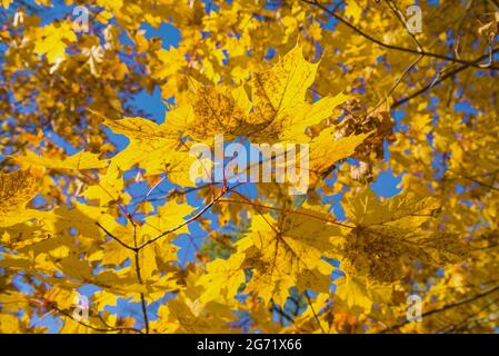 L'automne jaune part contre un ciel bleu par une journée ensoleillée Banque D'Images