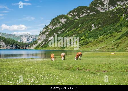 Un troupeau de vaches qui broutage sur un pré alpin au pied d'une haute montagne avec encore de la neige. Lac de montagne alpin et nature verte en été Banque D'Images