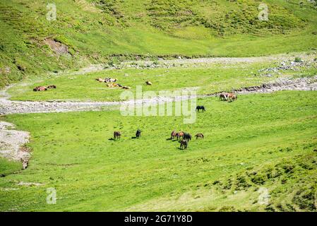 Un troupeau de chevaux et de vaches qui broutage sur un pré alpin vert. Les chevaux adultes protègent les mousses du soleil et des insectes. Banque D'Images