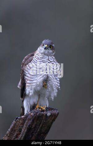 Europe Sparrowhawk Accipiter nisus en vue rapprochée Banque D'Images