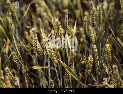 Grand blé sec, dans un champ de fermiers du royaume-uni, prêt à être moissonné Banque D'Images