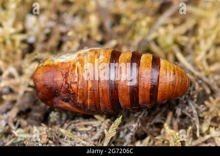 Cas de pyrale du renard (Macrothylacia rubi) sur la lande, Royaume-Uni Banque D'Images