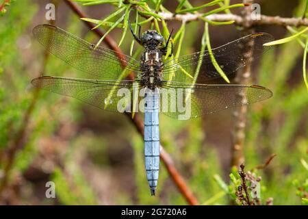 Libellule (Orthetrum coerulescens) avec des raindrops dans un habitat humide de la lande à Surrey, au Royaume-Uni Banque D'Images