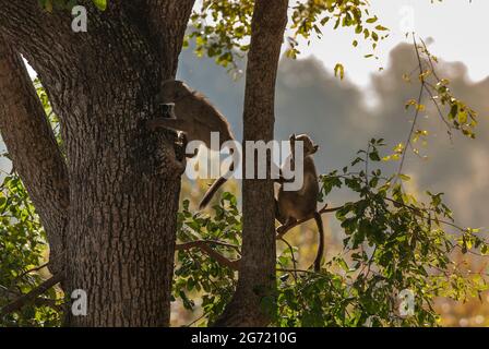 Chacma babuon, parc national Kruger, Afrique du Sud. Banque D'Images