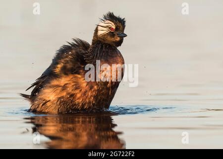 Grebe touffeté blanche (Rollandia rolland) dans le milieu humide de Pampas, province de la Pampa, Patagonie, Argentine. Banque D'Images